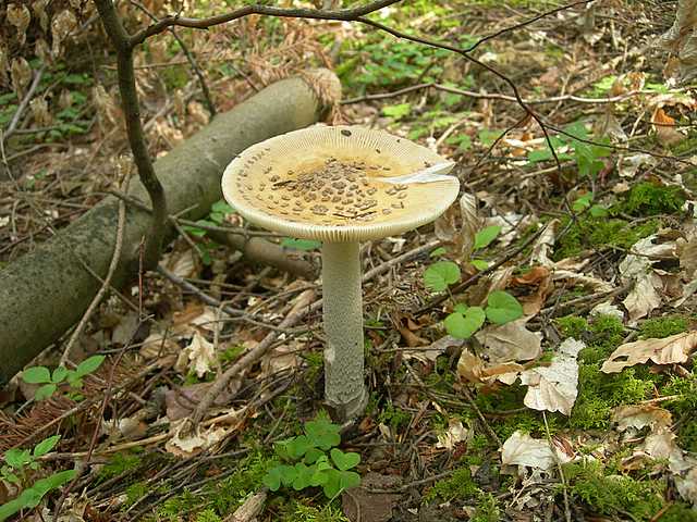 Funghi di frontiera